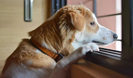 Separation Anxiety in Dogs