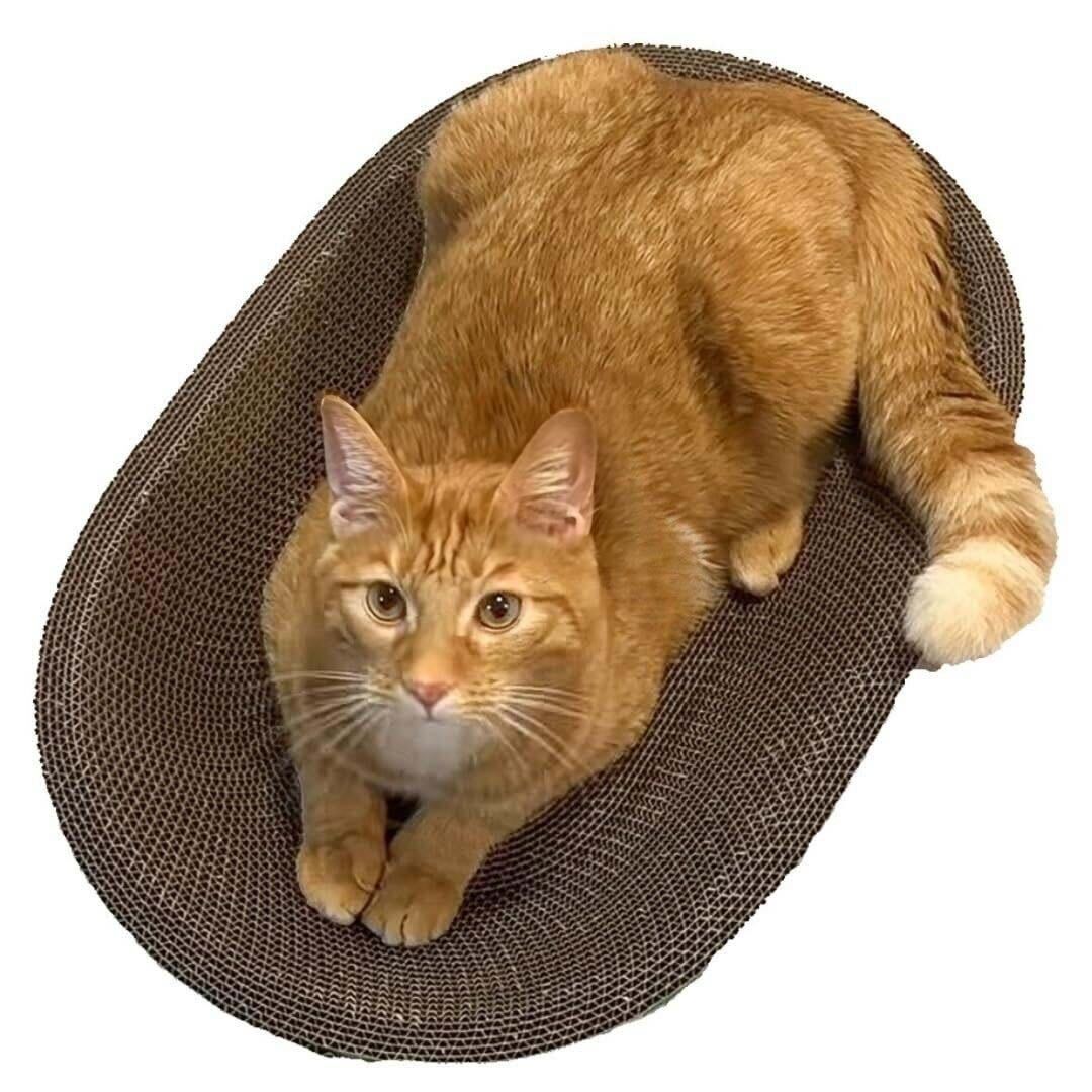 Cat House+ Oval Scratcher